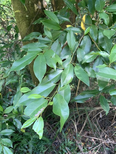 Michelia observed 2026-10-21
