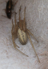 Larinia borealis