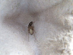 Larinia borealis