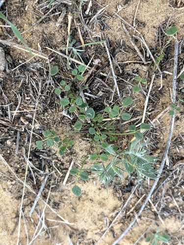 Medicago minima observed 2026-10-16