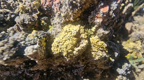 Soil Paint Lichen