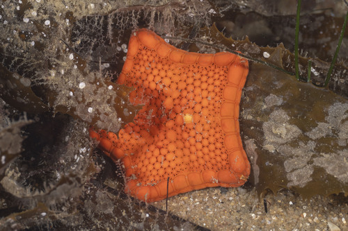 Tosia australis observed 2026-10-21