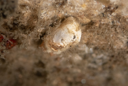 Hiatella arctica observed 2026-10-20
