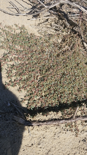 Thymeleaf Sandmat