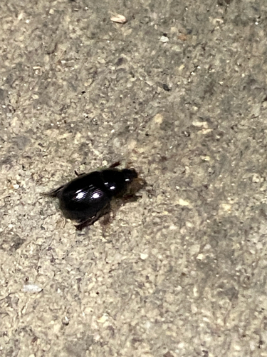 Illiger's Scavenger Scarab