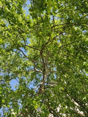 Platanus