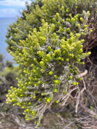Ozothamnus leptophyllus observed 2026-10-21