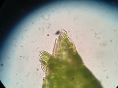 Fontinalis novae-angliae