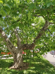 Platanus