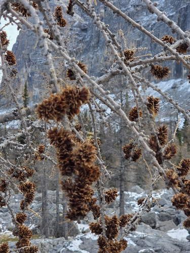 Larix lyallii observed 2026-10-18