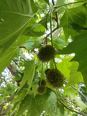 Platanus