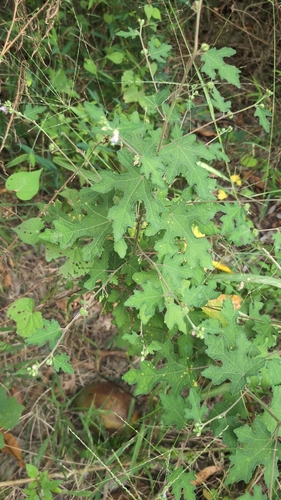 Urena procumbens observed 2026-10-21
