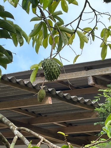 Annona muricata observed 2026-10-21
