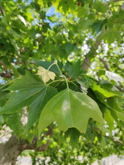 Platanus