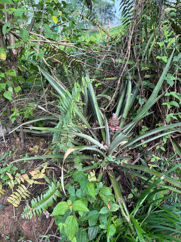 Ananas comosus observed 2026-10-21