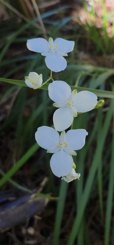 Libertia ixioides observed 2026-10-21