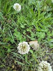 Trifolium repens