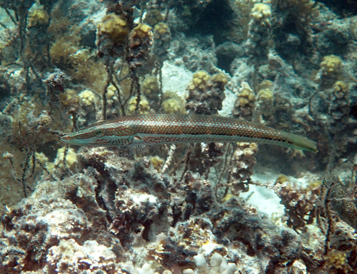 Cheilio inermis observed 2026-10-19
