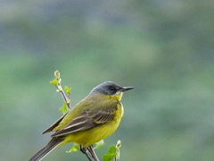 Motacilla flava thunbergi