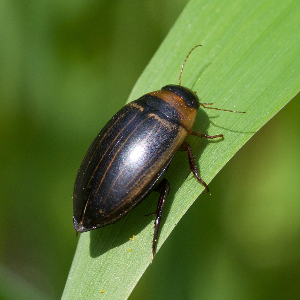 Hydaticus aruspex