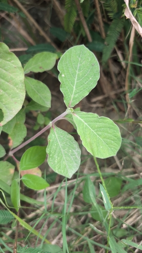 Achyranthes aspera observed 2026-10-21