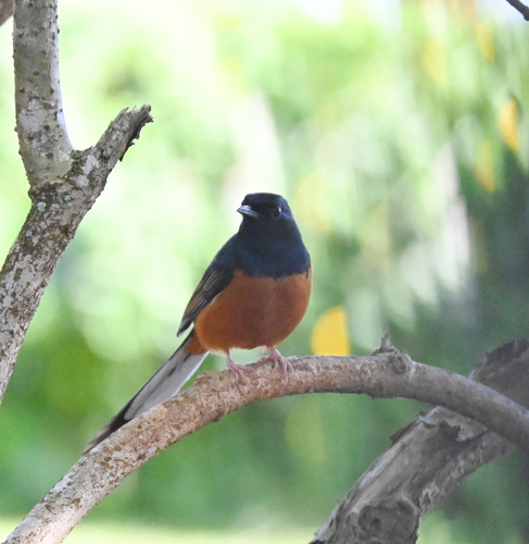 Copsychus malabaricus observed 2026-10-20