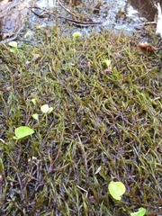 Fontinalis novae-angliae