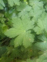 Geranium macrorrhizum