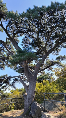 Pinus tabuliformis observed 2026-10-21