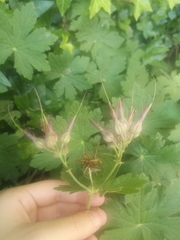 Geranium macrorrhizum