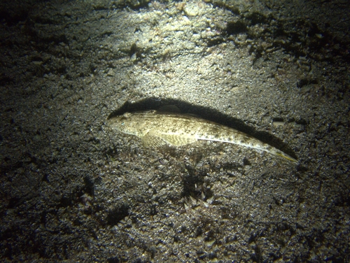 Platycephalus indicus observed 2026-10-20
