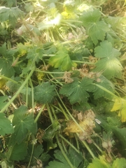 Geranium macrorrhizum