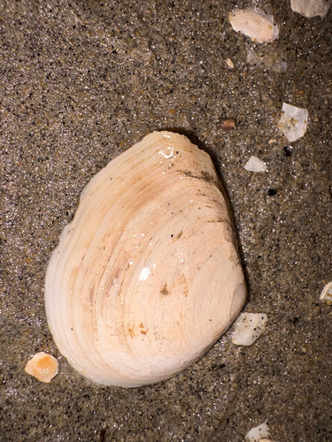 Macoma nasuta observed 2026-10-20
