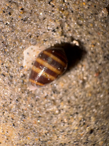 Melampus olivaceus observed 2026-10-20