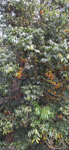 Castanospermum australe observed 2026-10-21