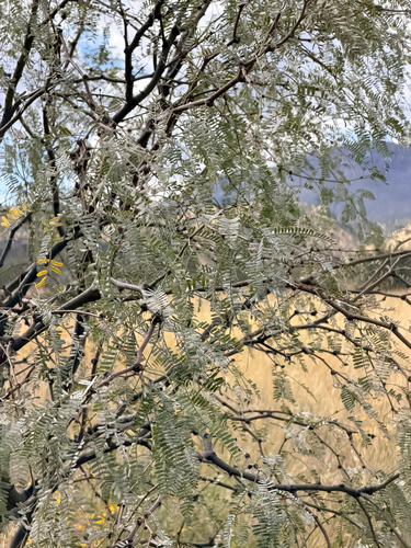 Prosopis velutina, 2026-10-20