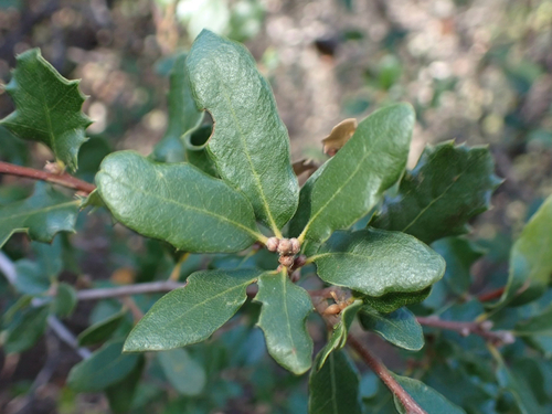 iNaturalist observation photo of California scrub oak