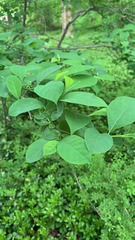 Lindera benzoin