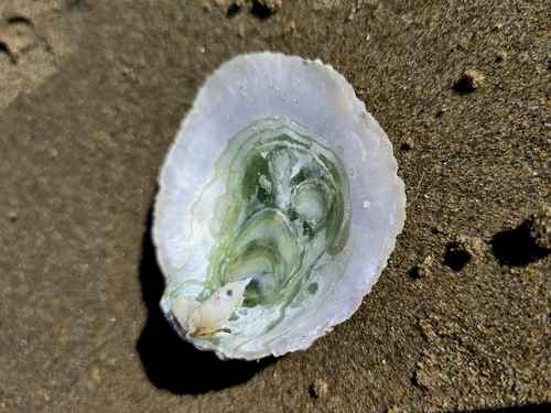 Pododesmus macrochisma, 2026-10-18