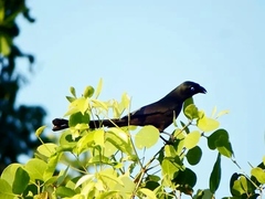 Crypsirina temia