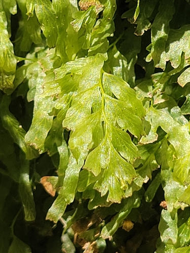 Polyphlebium venosum observed 2026-10-21
