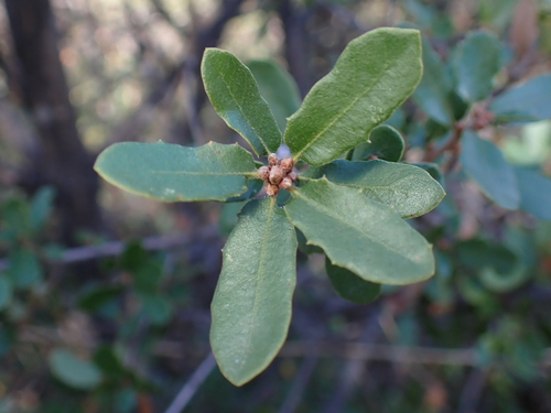 iNaturalist observation photo of Dumosae