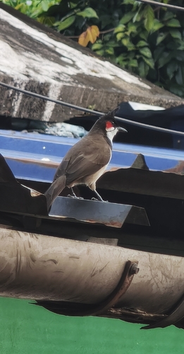 iNaturalist image