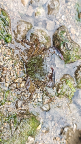 Metopograpsus observed 2026-10-21