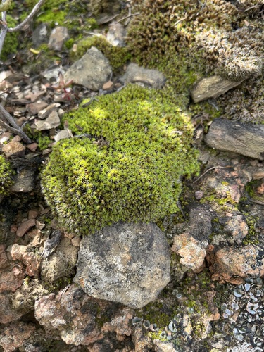 Pseudocrossidium crinitum