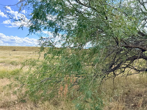 Prosopis velutina, 2026-10-20
