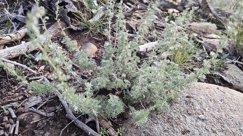 Artemisia frigida observed 2026-10-20