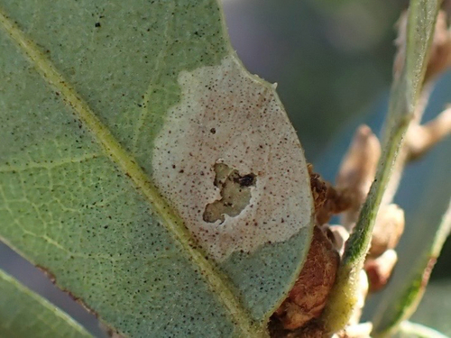 iNaturalist observation photo of Winged and Once-winged Insects