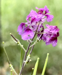 Streptanthus squamiformis