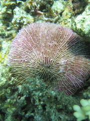 Fungia fungites